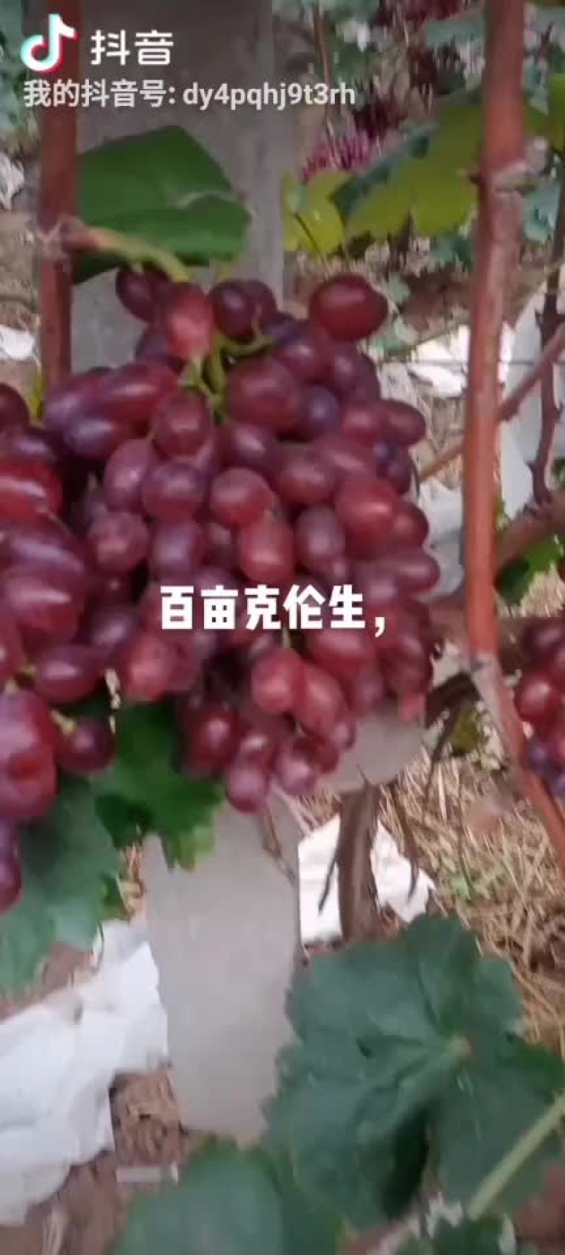 克伦生葡萄