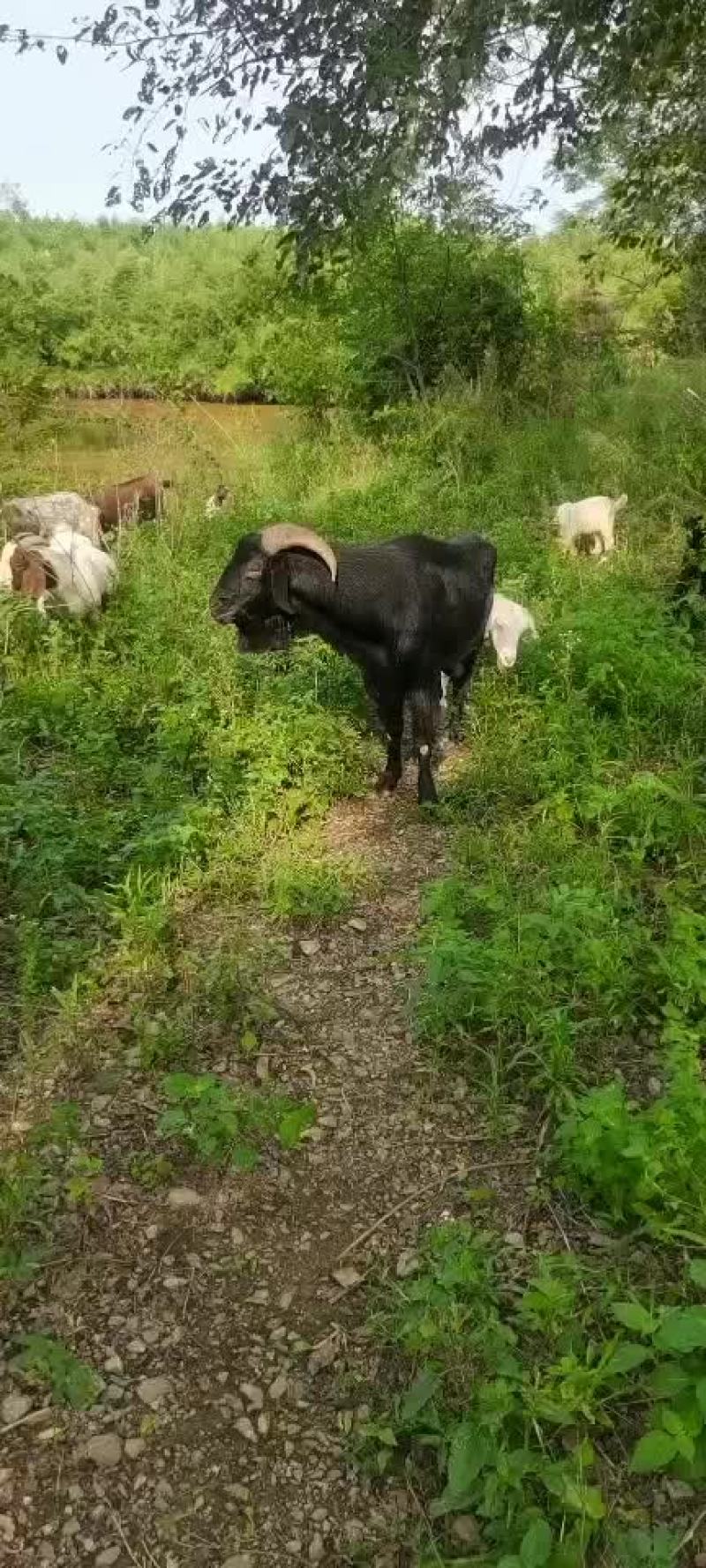土山羊