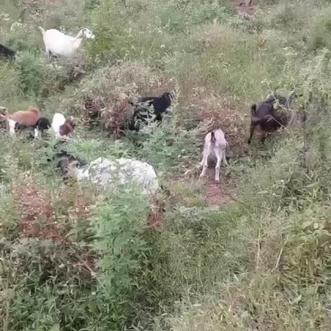 土山羊