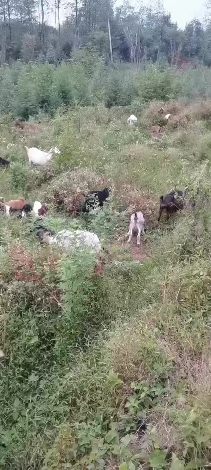 土山羊