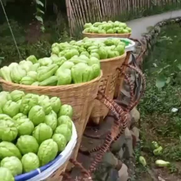 土耳瓜