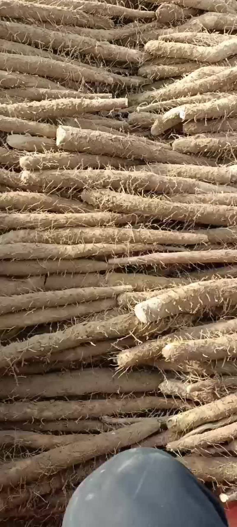 内黄县山药