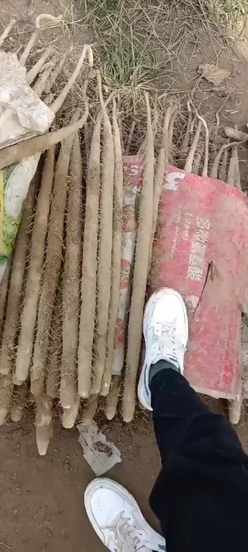 内黄县山药