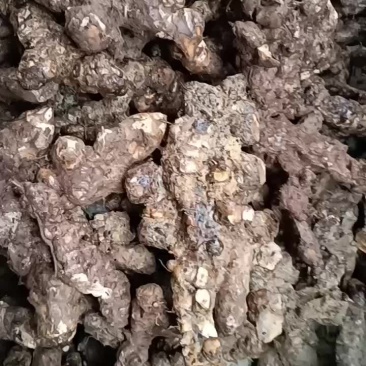 湖南白肉土茯苓
