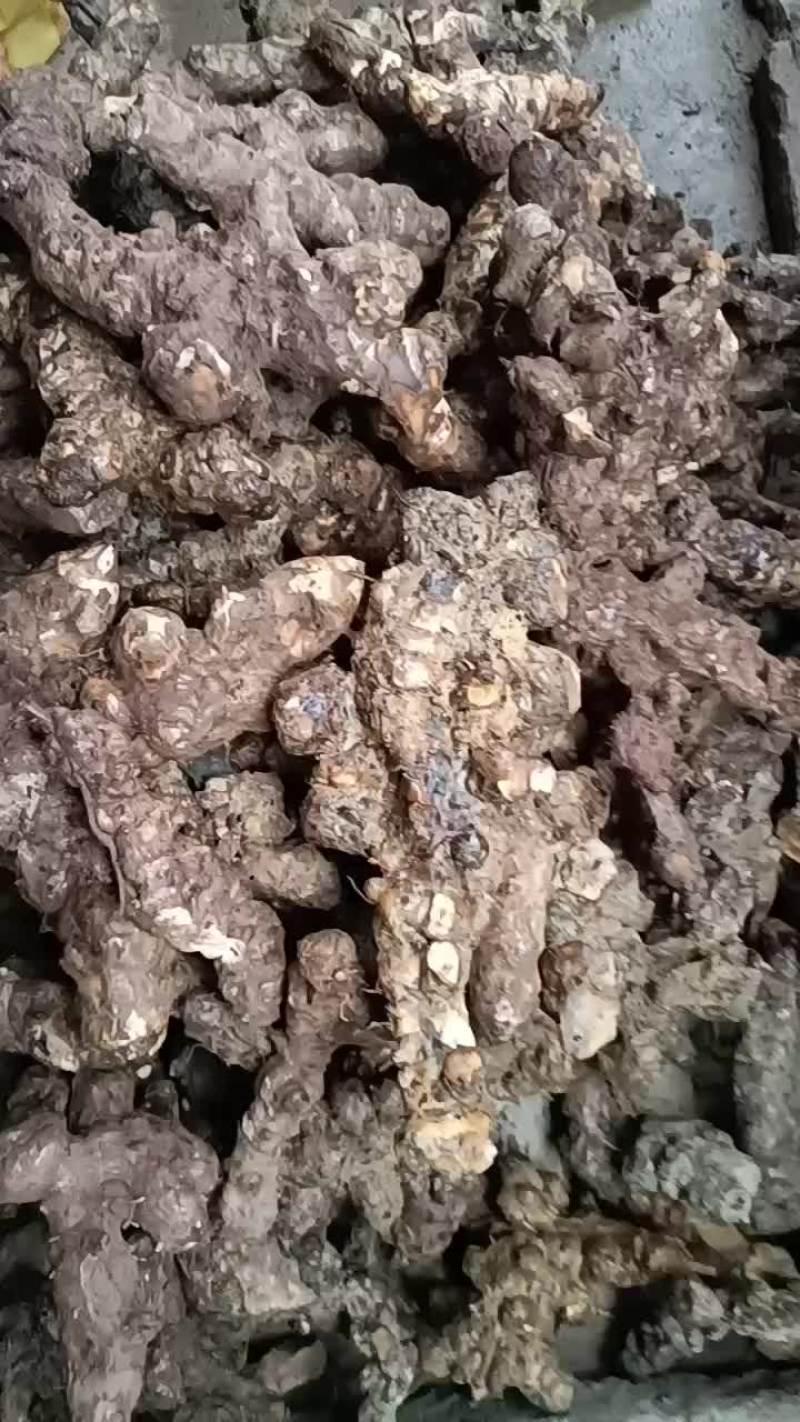 湖南白肉土茯苓