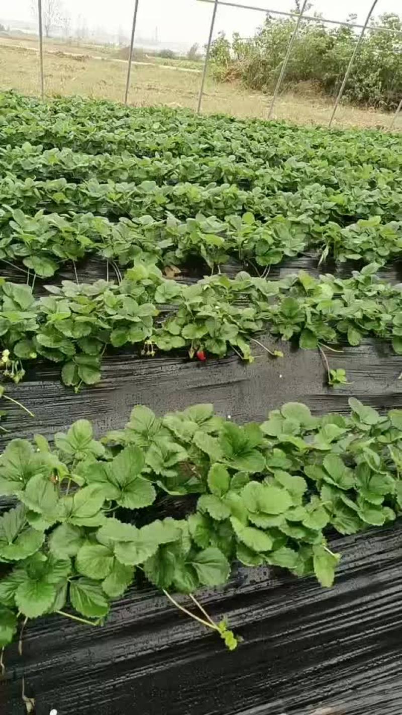 奶油草莓