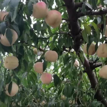 迎霜红冬桃