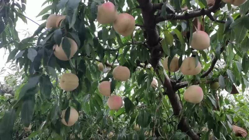 迎霜红冬桃