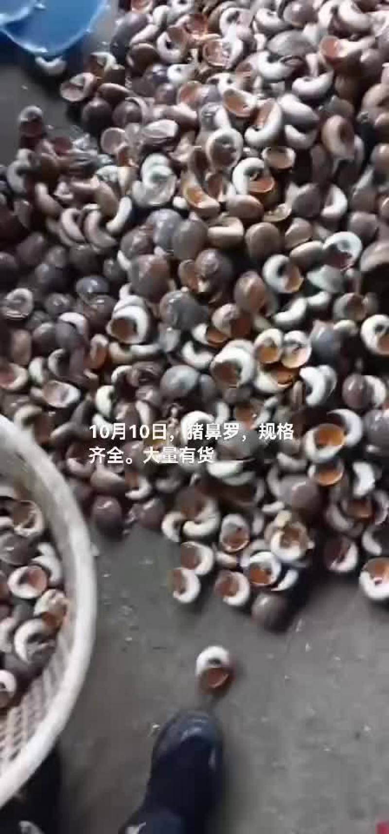 香螺