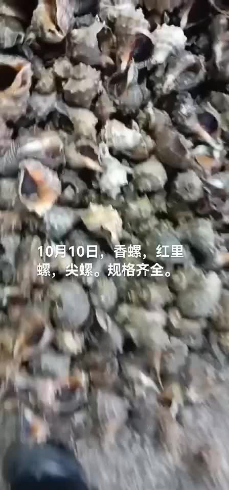 香螺