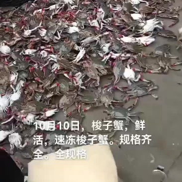 梭子蟹