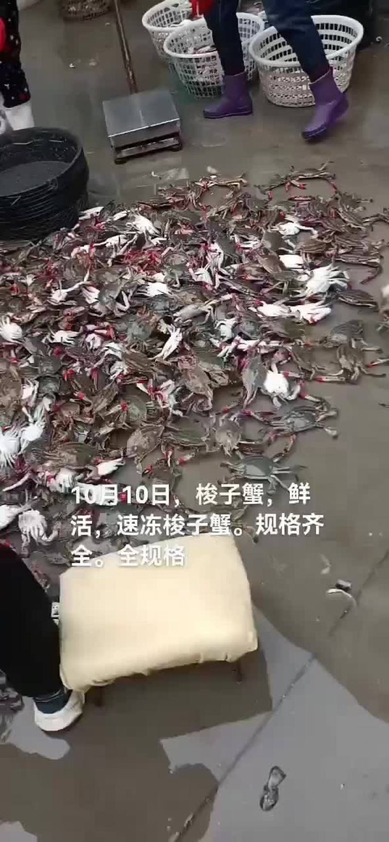 梭子蟹