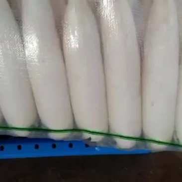 白皮萝卜