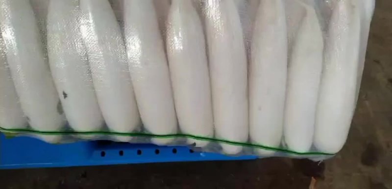 白皮萝卜