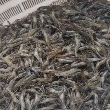 河虾