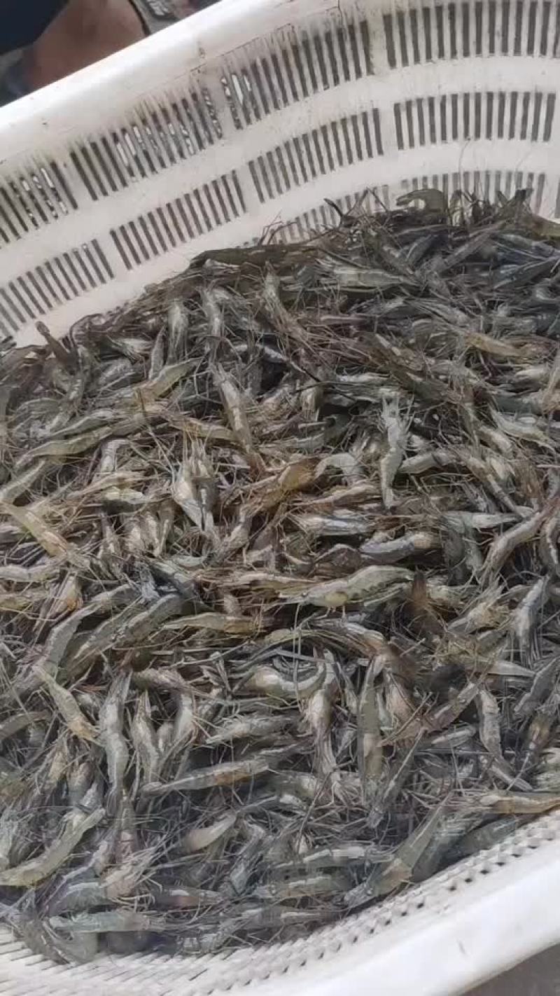 河虾