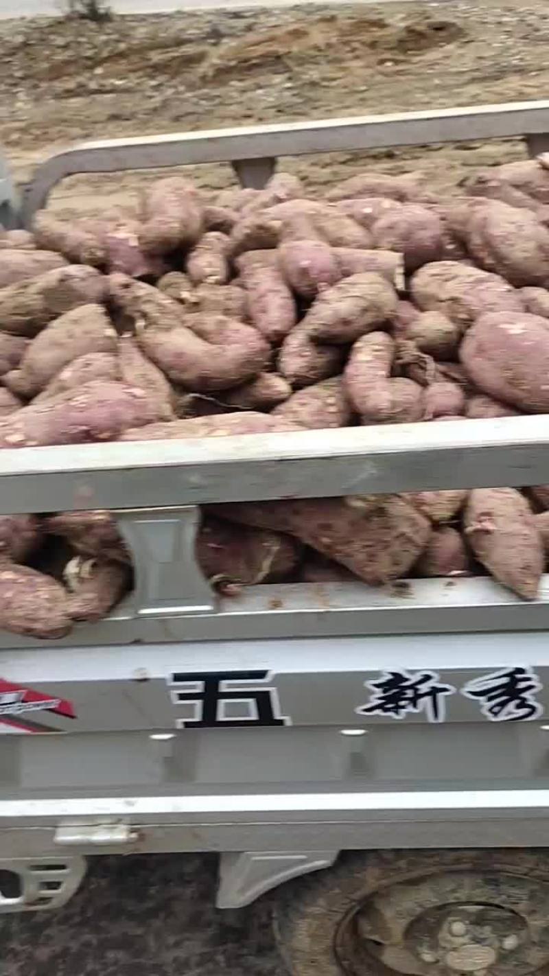 地瓜