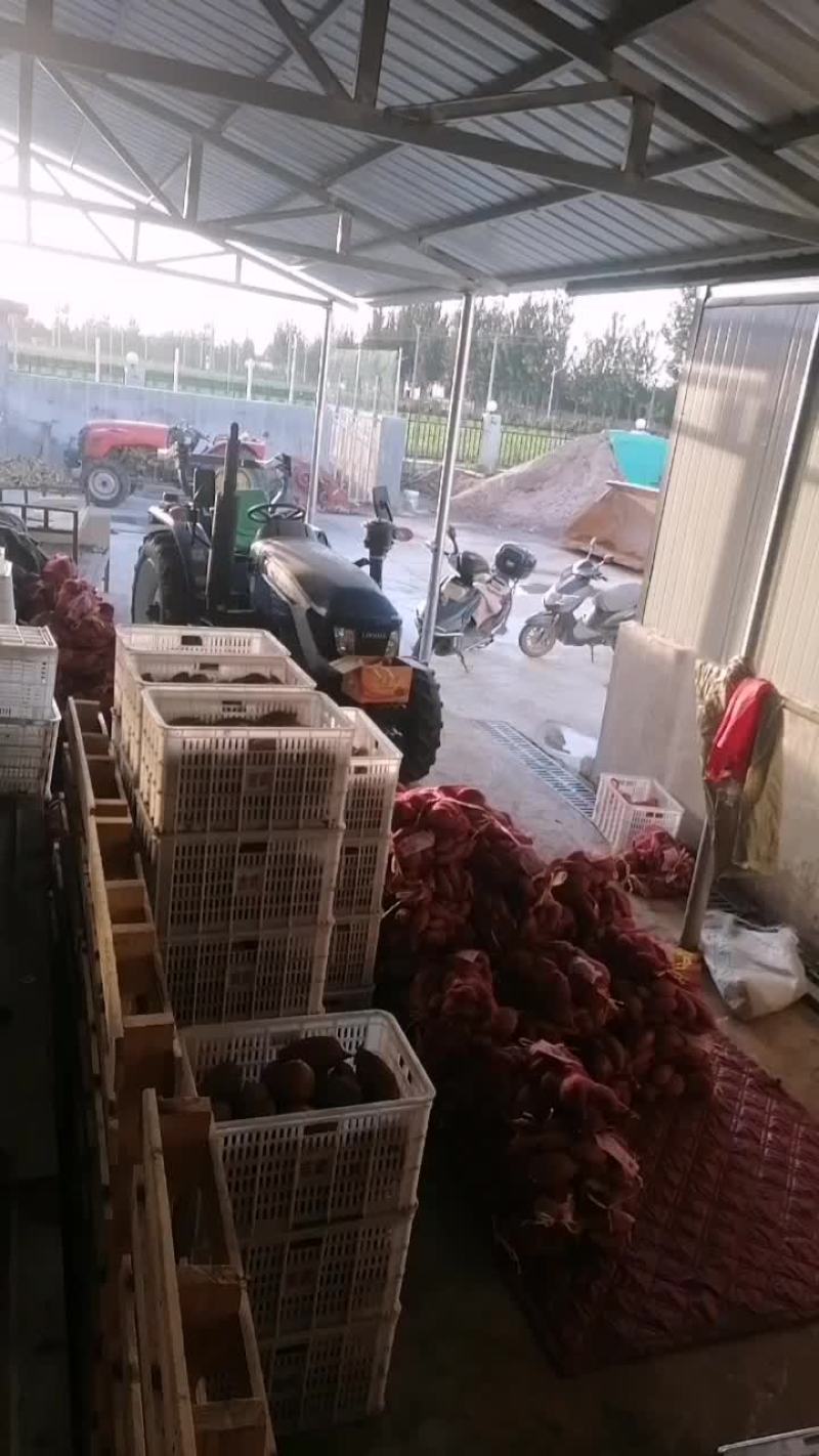 红薯