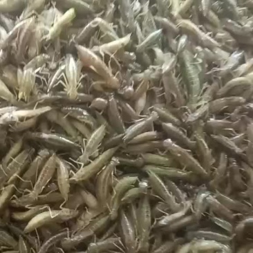 水蜻蜓