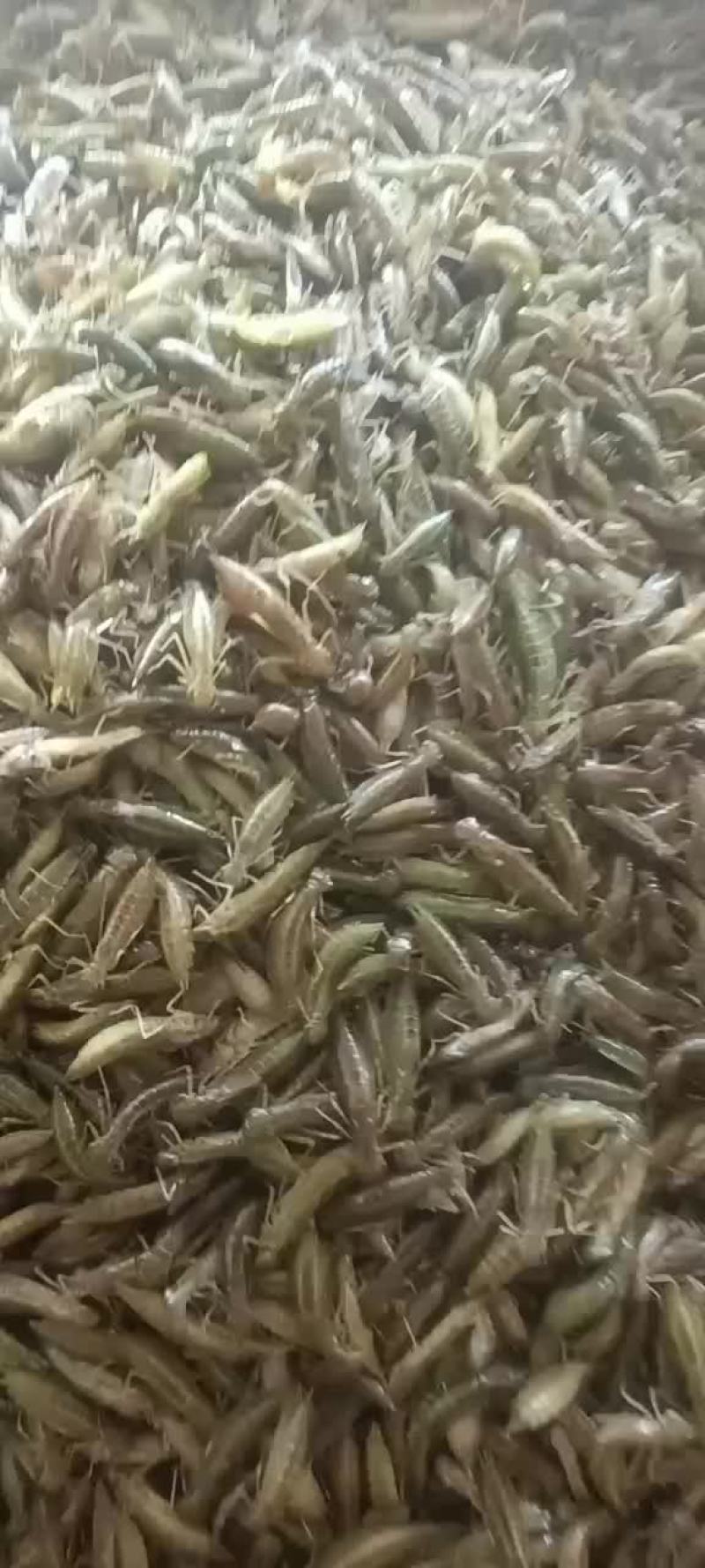 水蜻蜓