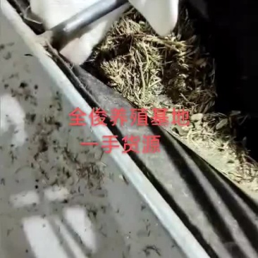 美国白山羊