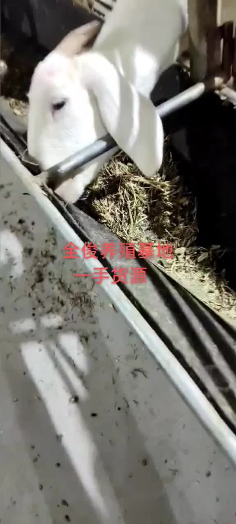 美国白山羊