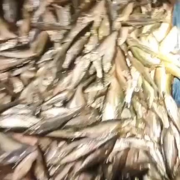 小白条大量上市
