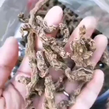 野三七
