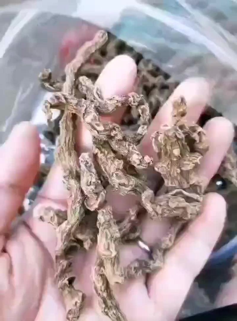 野三七