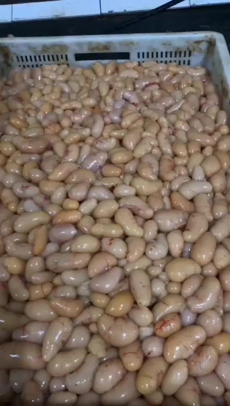 鸡腰子