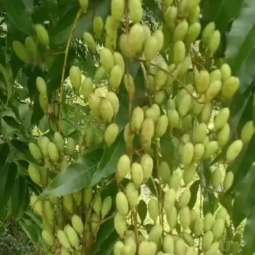 香椿果
