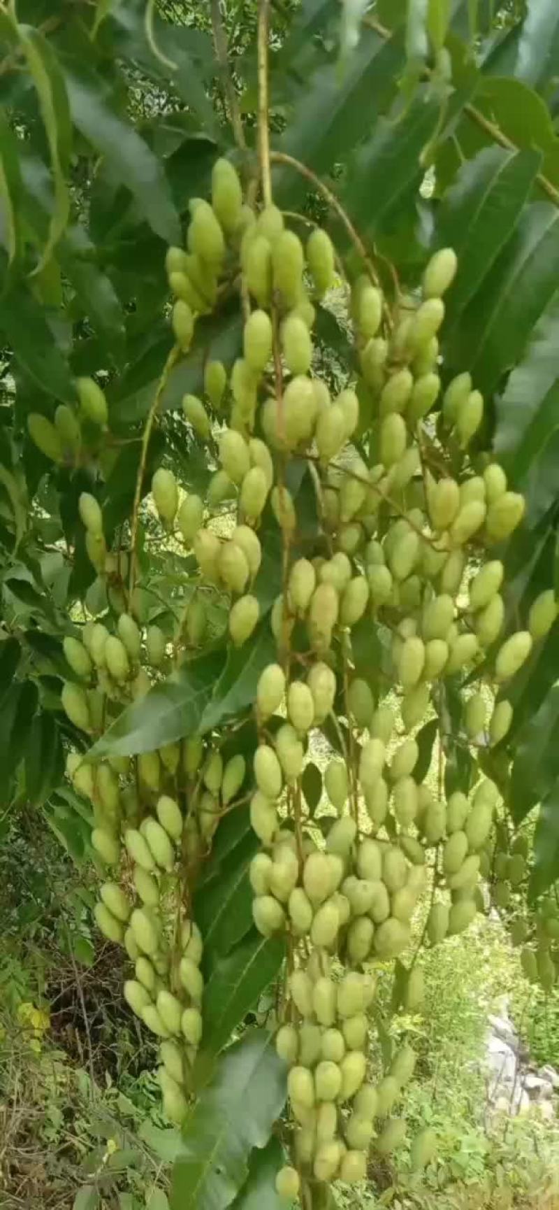 香椿果