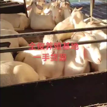 美国白山羊