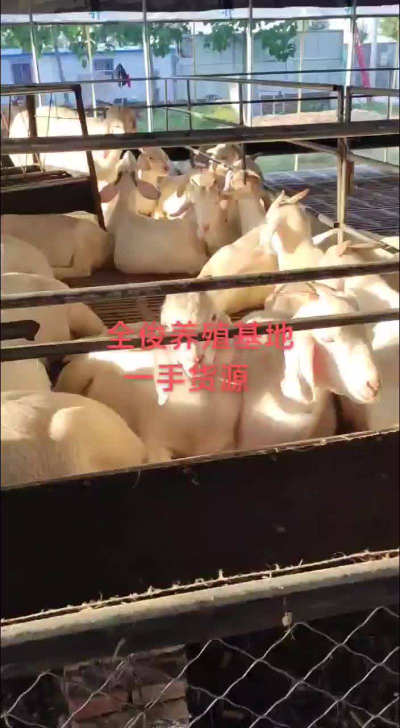 美国白山羊