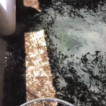 黄骨鱼苗/昂刺鱼苗批发，价格优惠，一手货源，送货上门！