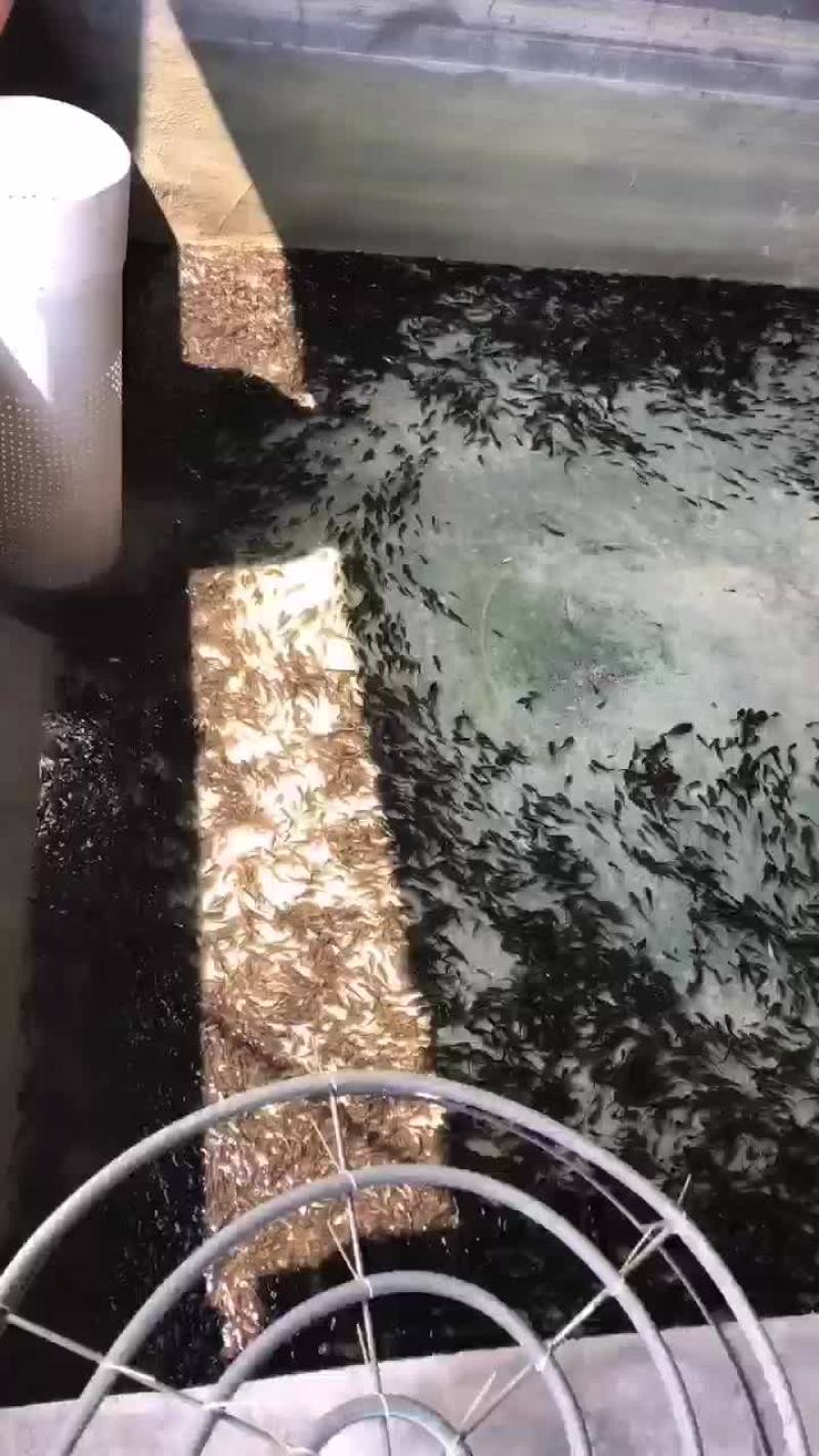 黄骨鱼苗/昂刺鱼苗批发，价格优惠，一手货源，送货上门！