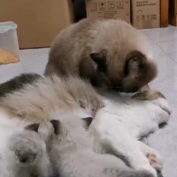布偶猫