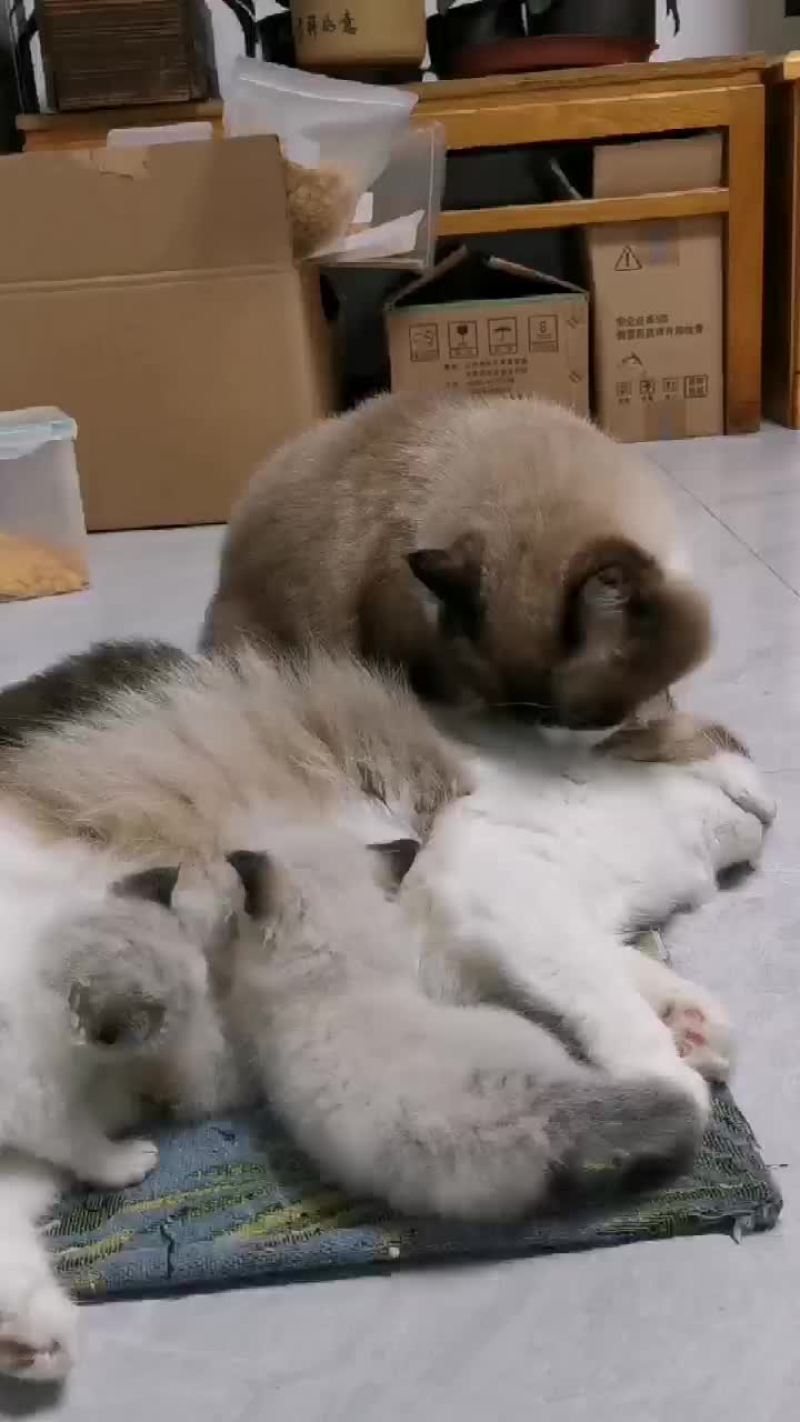 布偶猫