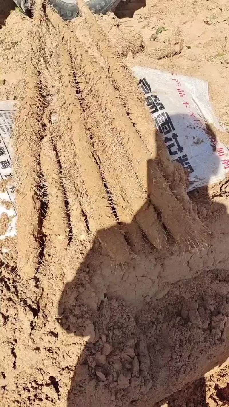 榆林白玉