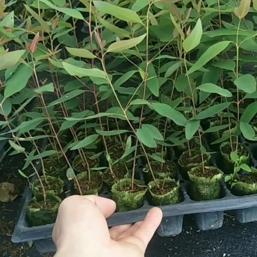 按树苗