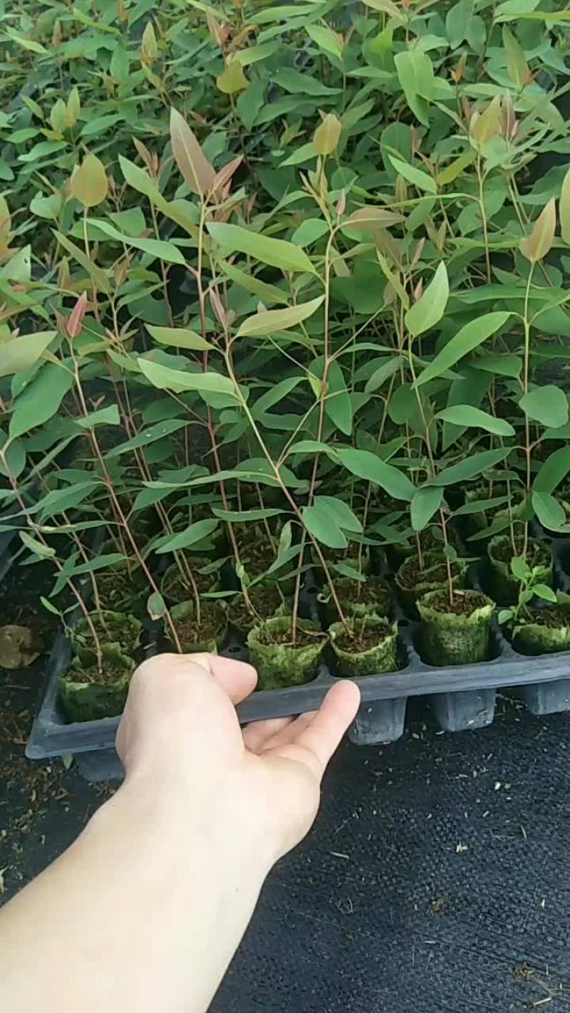 按树苗