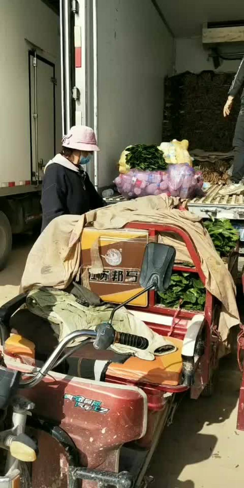 精品菠菜装车