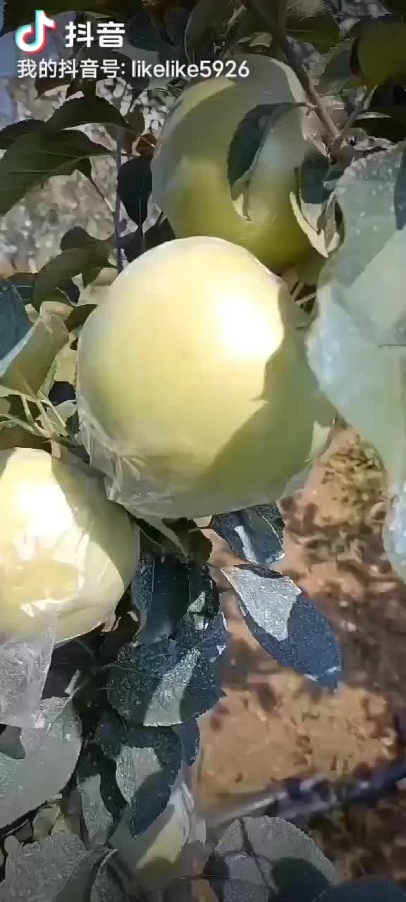 山东明月青苹果
