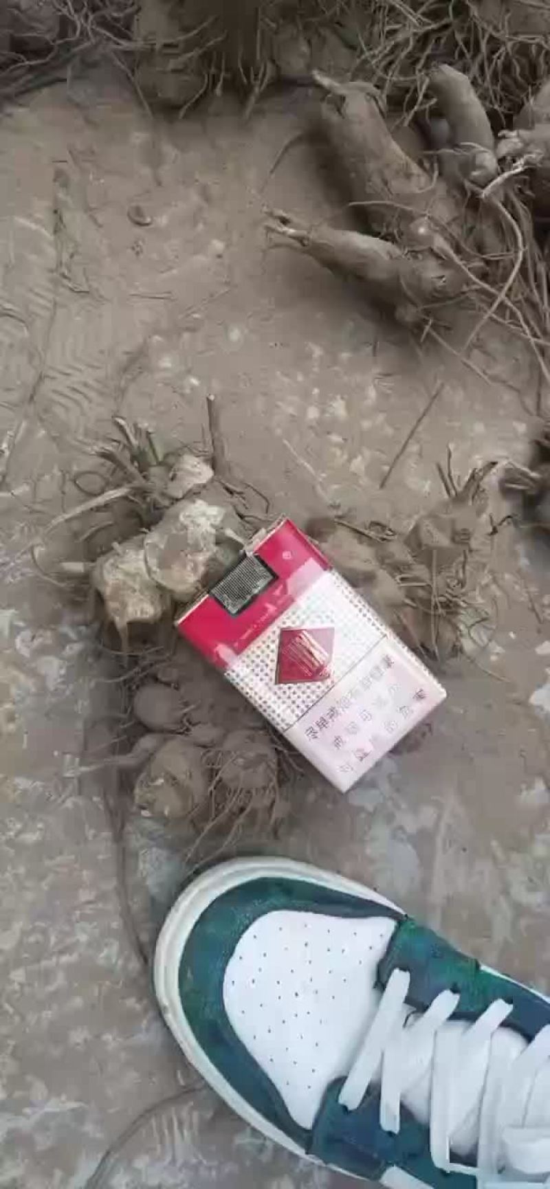大量收购鲜白术