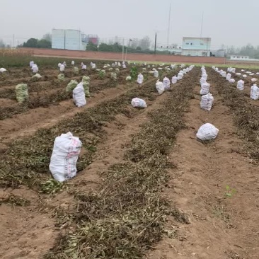 大量收购鲜白术