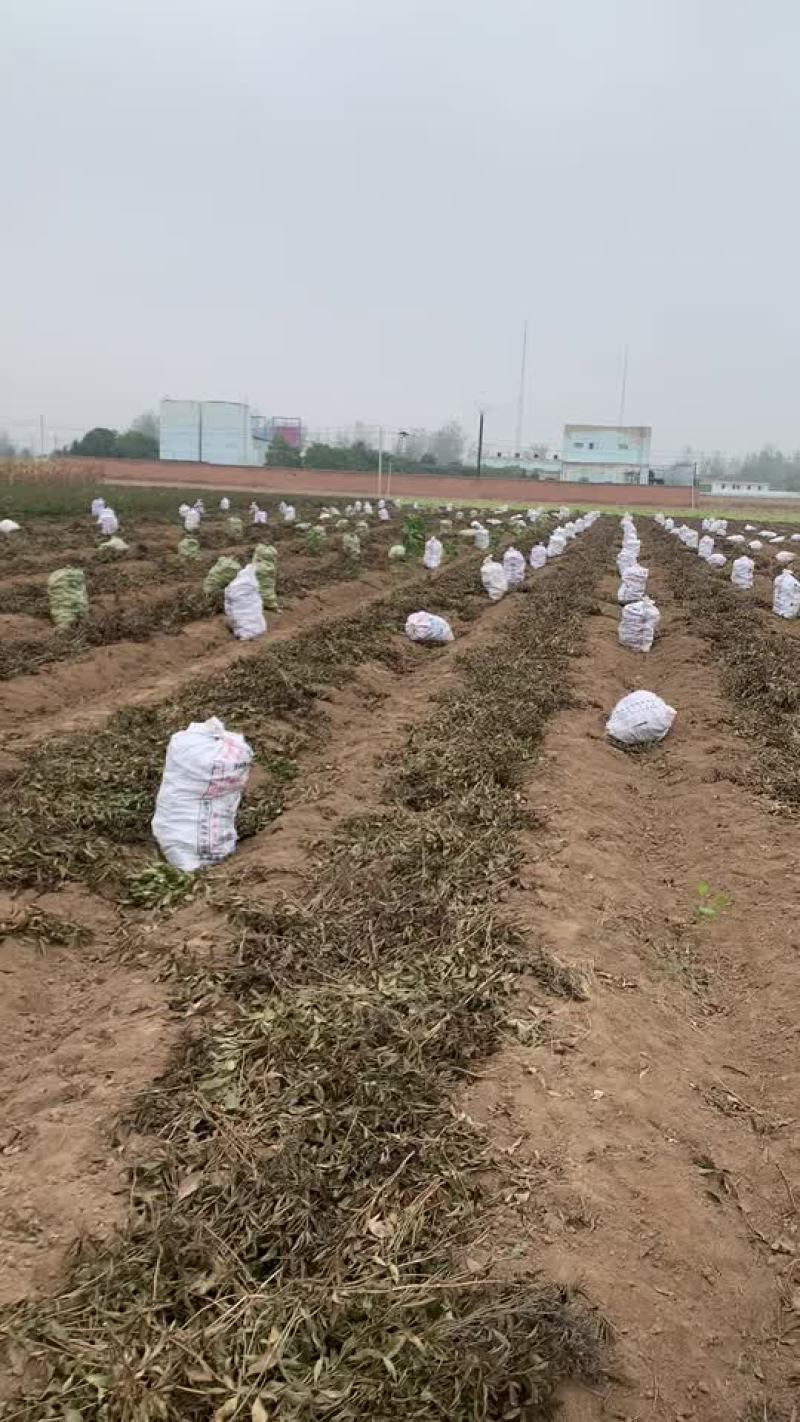 大量收购鲜白术