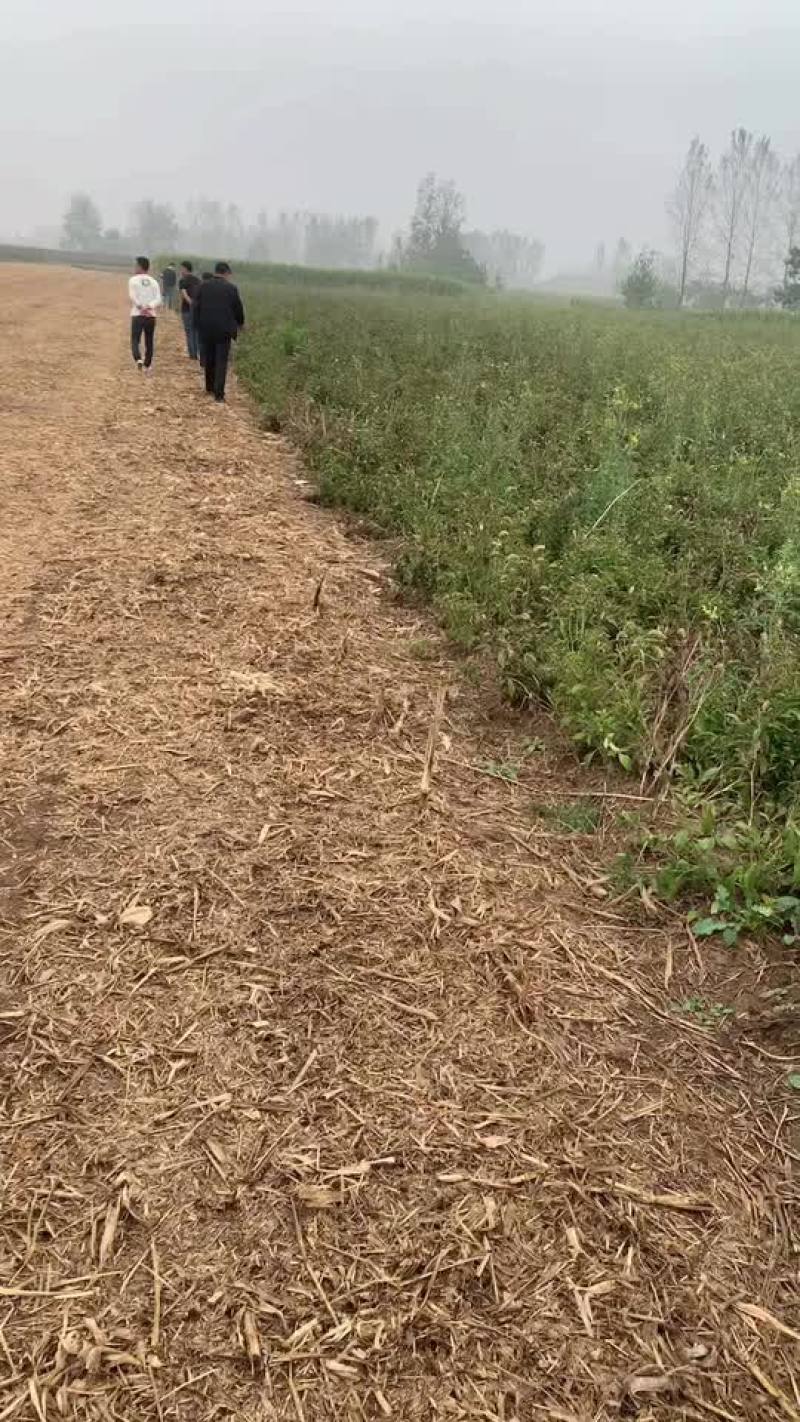 大量收购鲜白术