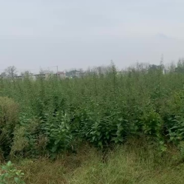 大量收购鲜玄参