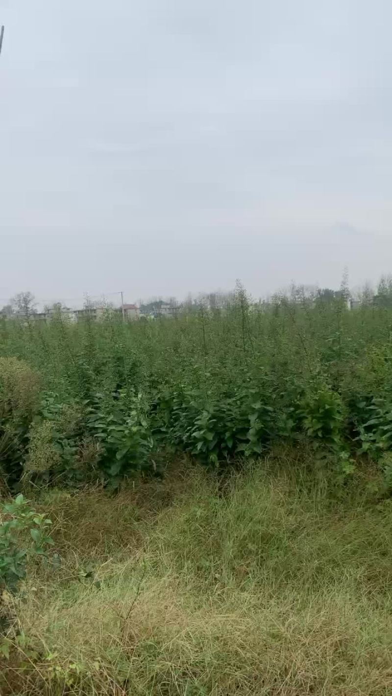 大量收购鲜玄参