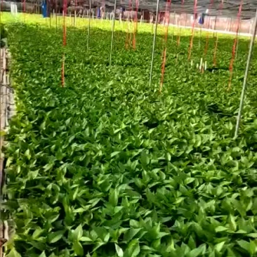 绿萝箩基地批发代发承接电商代发零售110180带吸水杯盆